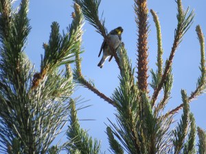 Yellow-rumped Warbler