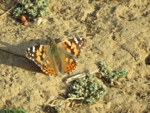 Painted Lady