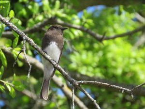 Black Phoebe