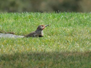 Northern Flicker (intergrade)