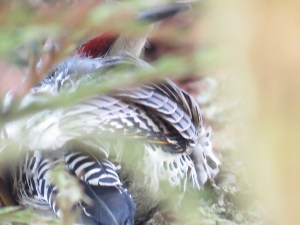 Northern Flicker (intergrade)