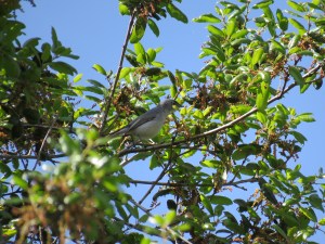 Blue-gray Gnatcatcher
