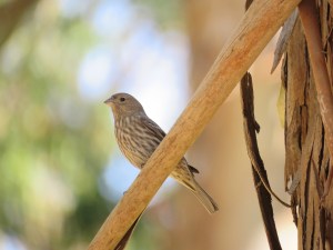 House Finch