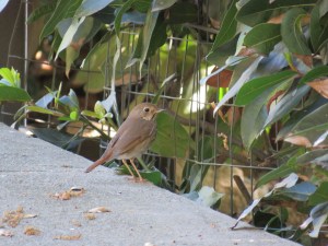 Hermit Thrush