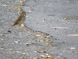 Hermit Thrush