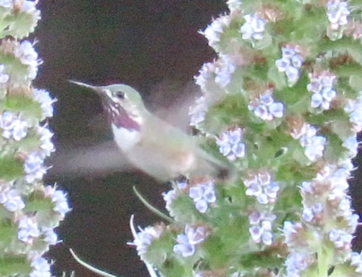 Calliope Hummingbird