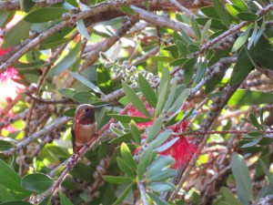 Allen's Hummingbird