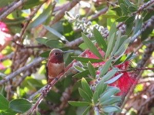 Allen's Hummingbird