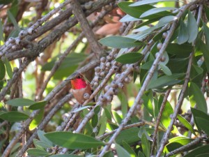 Allen's Hummingbird