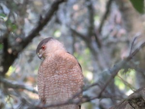 Cooper's Hawk