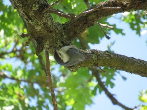 White-breasted Nuthatch