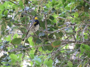 Audubon Warbler
