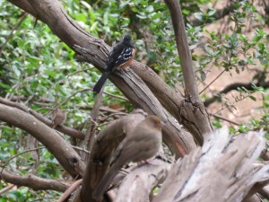 House Wren, Spotted Towhee, California Towhee