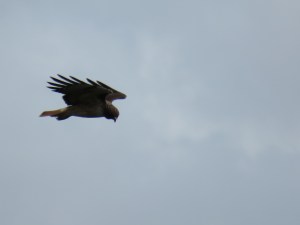 Red-tailed Hawk