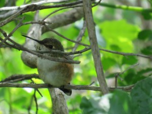 Allen’s Hummingbird
