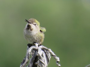 Anna’s Hummingbird