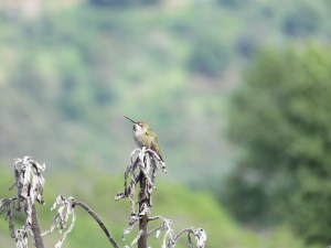 Anna’s Hummingbird