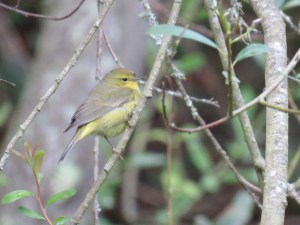 Orange-crowned Warbler