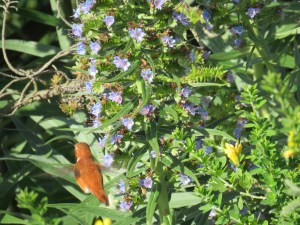 Rufous Hummingbird