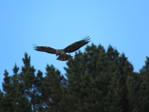 Red-tailed Hawk