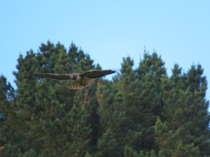 Red-tailed Hawk