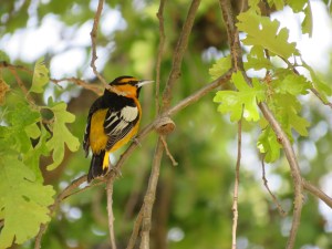 Bullock's Oriole