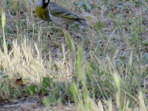 Lawrence's Goldfinch