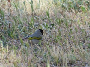 Lawrence's Goldfinch