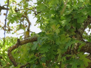 Lawrence's Goldfinch