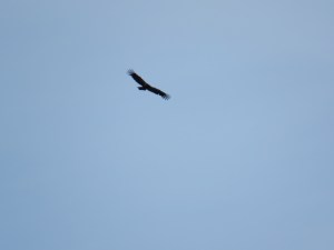 California Condor