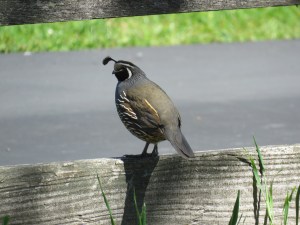 California Quail