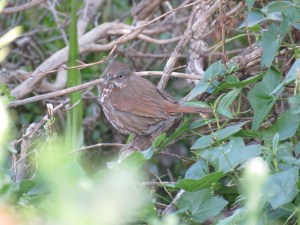 Fox Sparrow