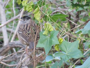 Golden-crowned Sparrow