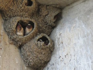 Cliff swallow