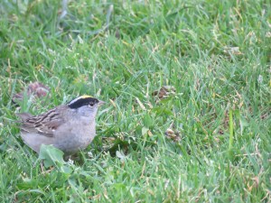 Golden-crowned Sparrow