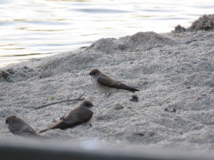 Northern Rough-winged swallow
