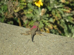 Western Fence Lizard (marked)