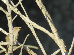 House Wren
