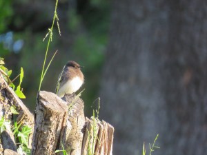 Black Phoebe