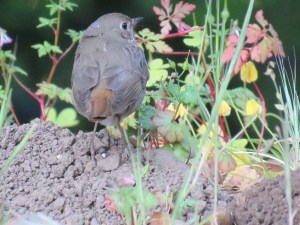 Hermit Thrush