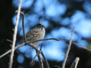 Golden-crowned Sparrow
