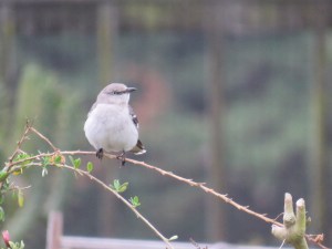 Northern Mockingbird