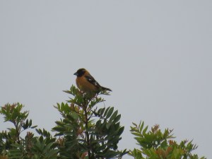 Black-headed Grosbeak