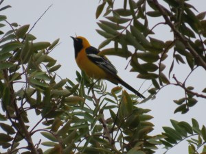 Horned Oriole