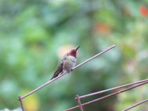 Anna's Hummingbird