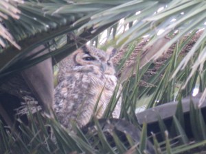 Great-horned Owl