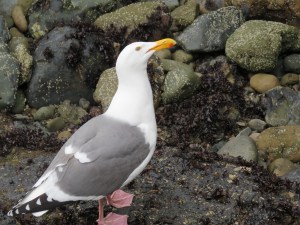 Western Gull