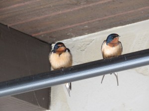 Barn Swallow