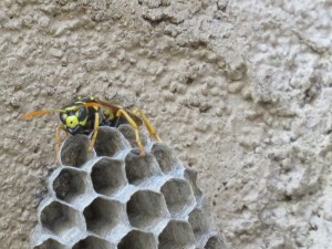Paper Wasp?