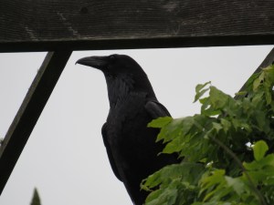 Common Raven